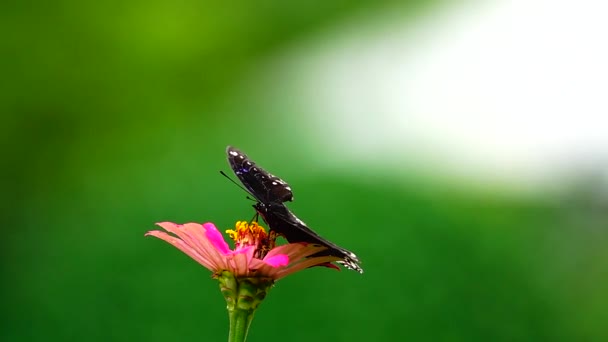 1080P Super Lenta Mariposa Tailandesa Flores Pasto Insectos Naturaleza Aire — Vídeos de Stock