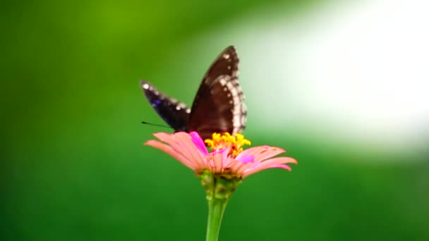 1080P Farfalla Tailandese Super Lenta Nei Fiori Pascolo Insetto Natura — Video Stock