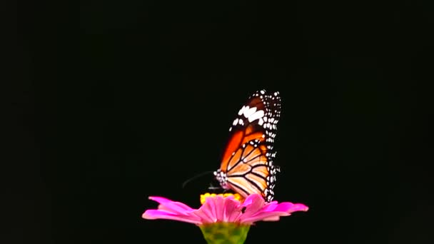 1080P Super Lenta Mariposa Tailandesa Flores Pasto Insectos Naturaleza Aire — Vídeos de Stock