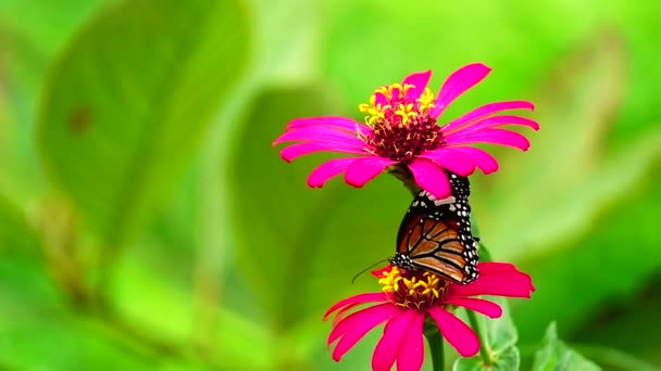 1080P Super Långsam Thailändska Fjäril Betesmark Blommor Insekt Utomhus Natur — Stockvideo