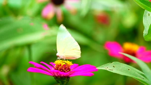 1080P Super Lenta Mariposa Tailandesa Flores Pasto Insectos Naturaleza Aire — Vídeos de Stock