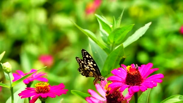 1080P Super Powolny Tajski Motyl Pastwiskach Kwiaty Owad Zewnątrz Natura — Wideo stockowe