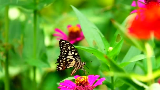 1080P Super Lento Tailandês Borboleta Flores Pasto Inseto Livre Natureza — Vídeo de Stock