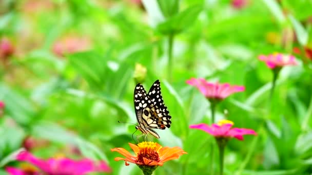 1080P Super Lento Tailandês Borboleta Flores Pasto Inseto Livre Natureza — Vídeo de Stock