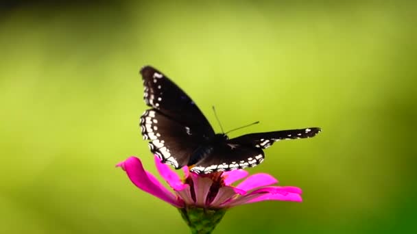 1080P Super Lento Tailandês Borboleta Flores Pasto Inseto Livre Natureza — Vídeo de Stock