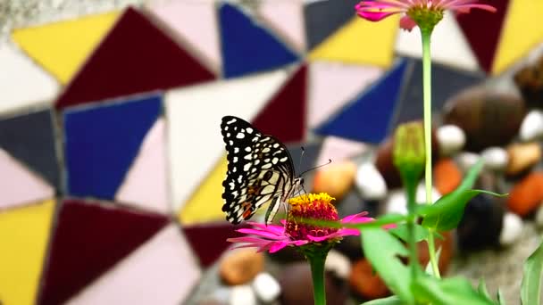 1080P Farfalla Tailandese Super Lenta Nei Fiori Pascolo Insetto Natura — Video Stock