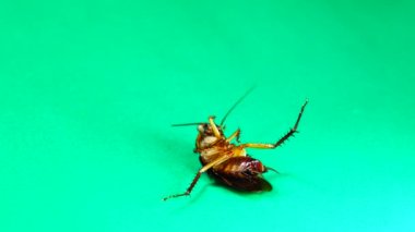 Hamamböceği. Yeşil arka planda Amerikan hamamböcekleri. Hamamböcekleri artıkları yiyor. Yakın çekim hamamböceği izole edilmiş. Amerikan hamamböceğini kapatın. Böcekler, böcekler, böcekler, hayvanlar, hayvanlar. Sağlık, hijyen