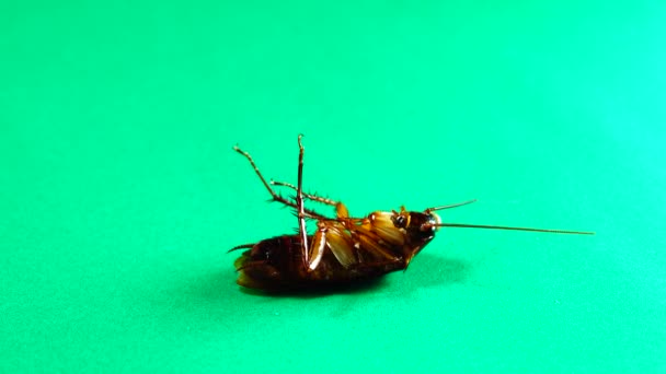 Таракан Американские Тараканы Зеленом Фоне Тараканы Едят Остатки Таракан Крупным — стоковое видео
