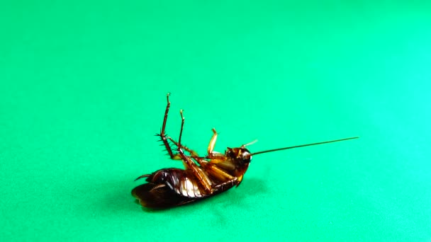Hamamböceği Yeşil Arka Planda Amerikan Hamamböcekleri Hamamböcekleri Artıkları Yiyor Yakın — Stok video