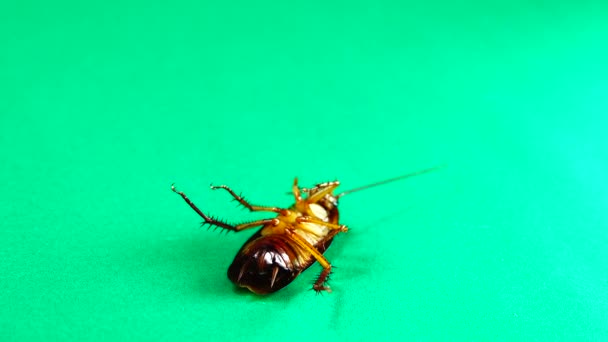 ゴキブリ 緑の背景にアメリカのゴキブリ ゴキブリは残り物を食べています ゴキブリを隔離しました アメリカのゴキブリを閉めろ 昆虫虫虫虫虫動物動物 健康衛生 — ストック動画