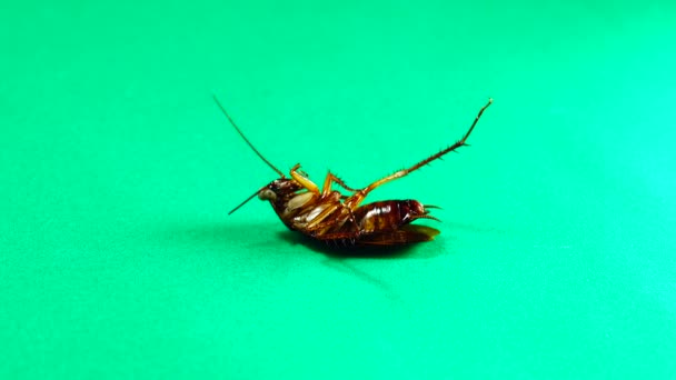 Таракан Американские Тараканы Зеленом Фоне Тараканы Едят Остатки Таракан Крупным — стоковое видео