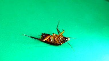 Hamamböceği. Yeşil arka planda Amerikan hamamböcekleri. Hamamböcekleri artıkları yiyor. Yakın çekim hamamböceği izole edilmiş. Amerikan hamamböceğini kapatın. Böcekler, böcekler, böcekler, hayvanlar, hayvanlar. Sağlık, hijyen