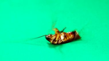 Hamamböceği. Yeşil arka planda Amerikan hamamböcekleri. Hamamböcekleri artıkları yiyor. Yakın çekim hamamböceği izole edilmiş. Amerikan hamamböceğini kapatın. Böcekler, böcekler, böcekler, hayvanlar, hayvanlar. Sağlık, hijyen