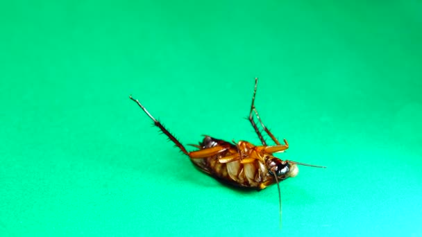 Cockroach American Cockroaches Green Background Cockroaches Eating Leftovers Closeup Cockroach — Stock Video