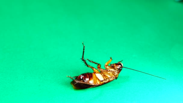 Κατσαρίδα Αμερικάνικες Κατσαρίδες Πράσινο Φόντο Κατσαρίδες Τρώνε Περισσεύματα Απομονωμένη Κατσαρίδα — Αρχείο Βίντεο