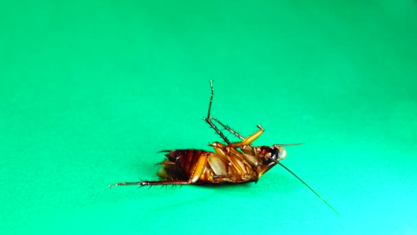 Cucaracha Cucarachas Americanas Sobre Fondo Verde Cucarachas Comiendo Sobras Primer — Vídeos de Stock