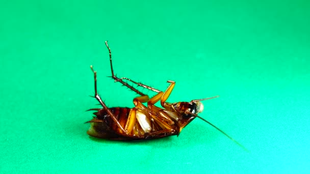 ゴキブリ 緑の背景にアメリカのゴキブリ ゴキブリは残り物を食べています ゴキブリを隔離しました アメリカのゴキブリを閉めろ 昆虫虫虫虫虫動物動物 健康衛生 — ストック動画