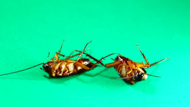 바퀴벌레 배경에는 바퀴벌레가 있습니다 바퀴벌레는 음식을 먹는다 응고된 바퀴벌레가 떨어져 — 비디오