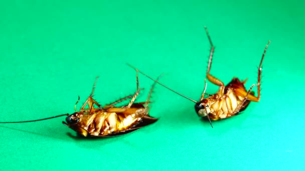 Cucaracha Cucarachas Americanas Sobre Fondo Verde Cucarachas Comiendo Sobras Primer — Vídeo de stock