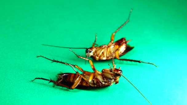 Cucaracha Cucarachas Americanas Sobre Fondo Verde Cucarachas Comiendo Sobras Primer — Vídeo de stock