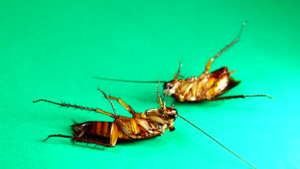 绿色背景的美国蟑螂 蟑螂吃剩菜 特写蟑螂被隔离了 把美国蟑螂关起来 — 图库视频影像