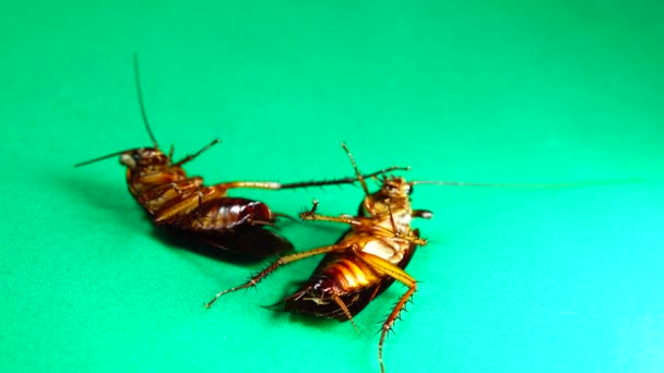 绿色背景的美国蟑螂 蟑螂吃剩菜 特写蟑螂被隔离了 把美国蟑螂关起来 — 图库视频影像