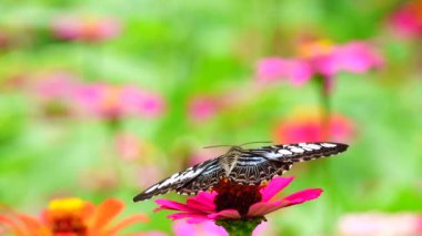 4K Thai güzel kelebek çayır çiçekleri doğa