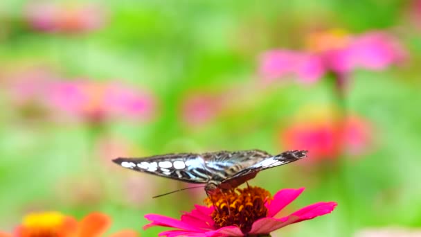 Tailandés Hermosa Mariposa Prado Flores Naturaleza Aire Libre — Vídeos de Stock