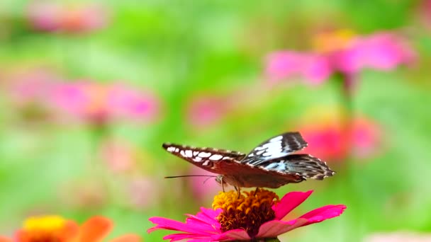 Tailandês Bela Borboleta Prado Flores Natureza Livre — Vídeo de Stock