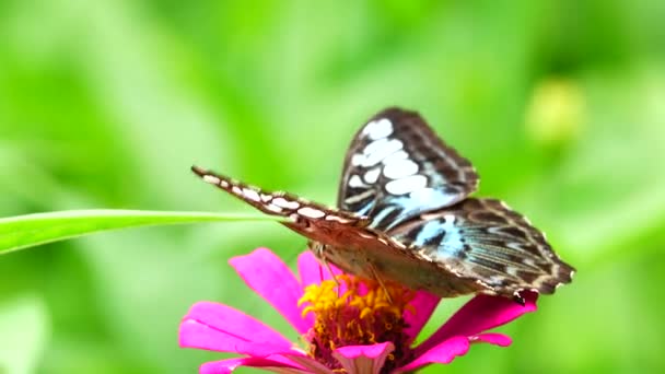 Tailandés Hermosa Mariposa Prado Flores Naturaleza Aire Libre — Vídeos de Stock
