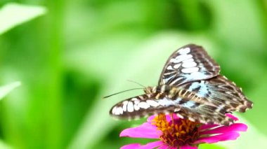 4K Thai güzel kelebek çayır çiçekleri doğa