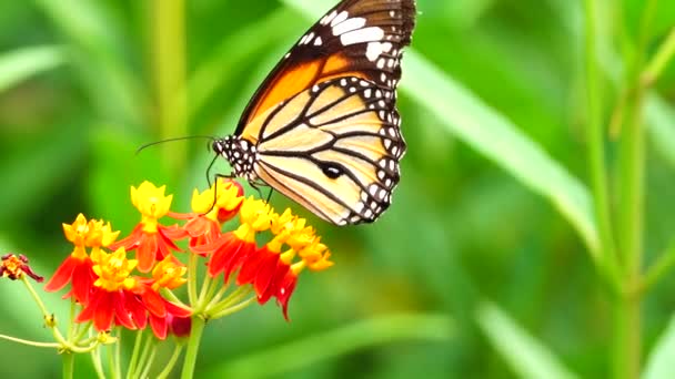 Thai Vacker Fjäril Äng Blommor Natur Utomhus — Stockvideo