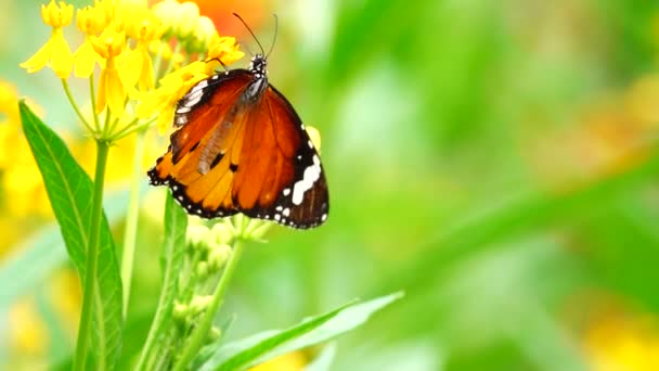 4K泰国美丽的蝴蝶在草地上绽放 大自然在室外 — 图库视频影像