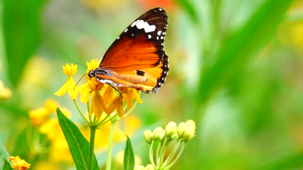 Thai Beautiful Butterfly Meadow Flowers Nature Outdoor — Stock Video