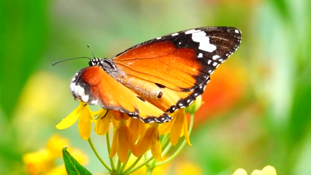 Thajský Krásný Motýl Louce Květiny Příroda Venkovní — Stock video