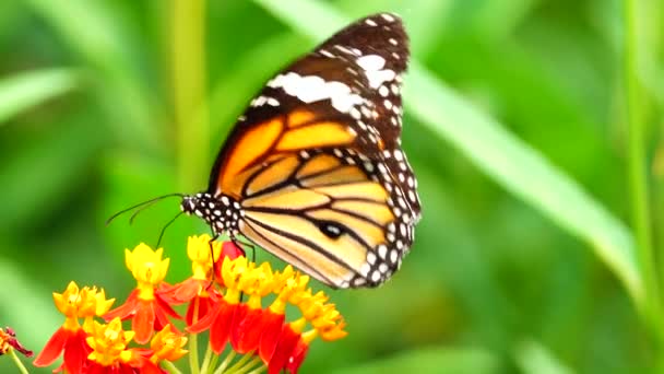 Thai Bella Farfalla Sul Prato Fiori Natura All Aperto — Video Stock