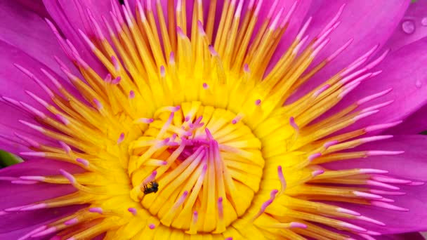 Bienen Schwärmen Auf Der Lotusblüte Rosafarbener Lotus Und Bienen Gelben — Stockvideo