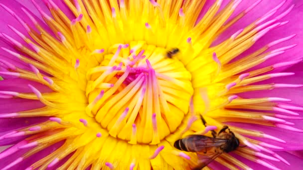 Abelha Enxameando Flor Lótus Lótus Rosa Abelha Pólen Amarelo Flor — Vídeo de Stock