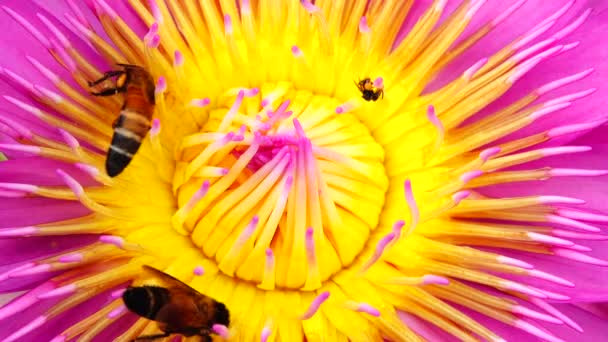 Abelha Enxameando Flor Lótus Lótus Rosa Abelha Pólen Amarelo Flor — Vídeo de Stock