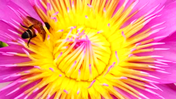 Abelha Enxameando Flor Lótus Lótus Rosa Abelha Pólen Amarelo Flor — Vídeo de Stock