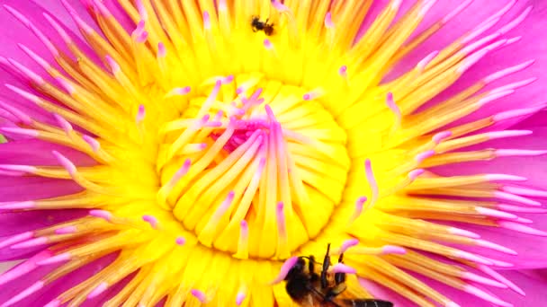 Méh Nyüzsög Lótuszvirágban Rózsaszín Lótusz Méh Sárga Virágporban Rózsaszín Lótuszvirág — Stock videók
