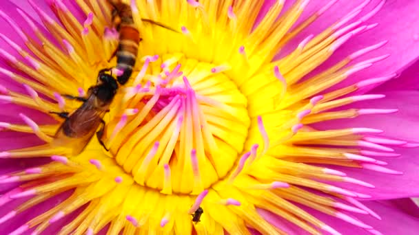 Abeja Enjambre Flor Loto Loto Rosa Abeja Polen Amarillo Flor — Vídeo de stock