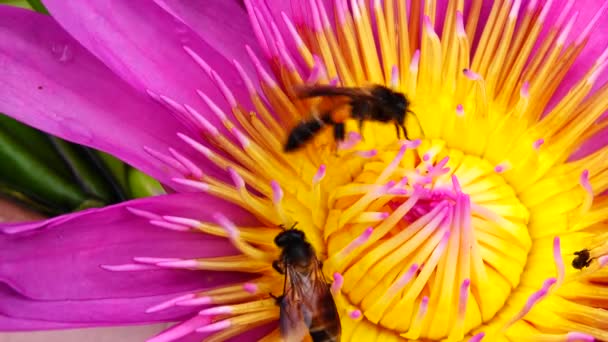 Bijen Zwermen Rond Lotusbloem Roze Lotus Bij Geel Stuifmeel Roze — Stockvideo