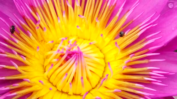4K蜂はハスの花に群がります 黄色の花粉にピンクの蓮と蜂 花粉を集める蜂とピンクの蓮の花や睡蓮は 閉じます 蜂は蓮に飛ぶ 自然を背景に — ストック動画