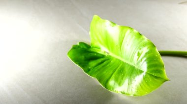 Granit arka planda 4K yeşil yaprak