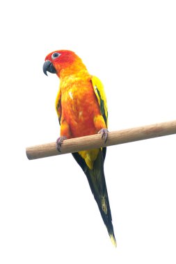 Beyaz arka plan üzerinde izole dal çığlık iki güneş conure papağan