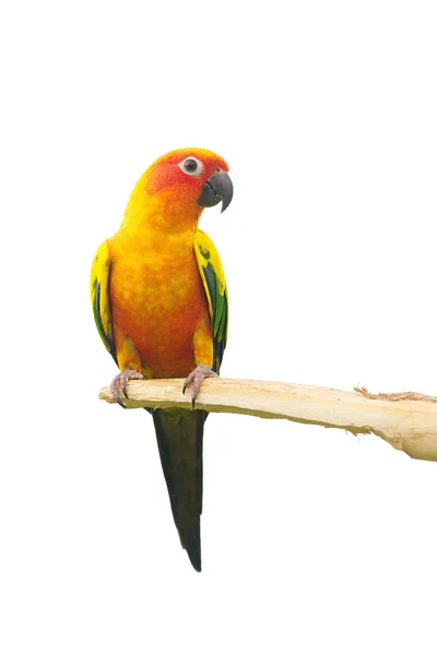 Two sun Conure Parrot Screaming on a Branch isolated on white background — Stock Photo, Image