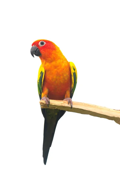 Δύο sun conure παπαγάλος ουρλιάζοντας σε έναν κλάδο που απομονώνονται σε λευκό φόντο — Φωτογραφία Αρχείου