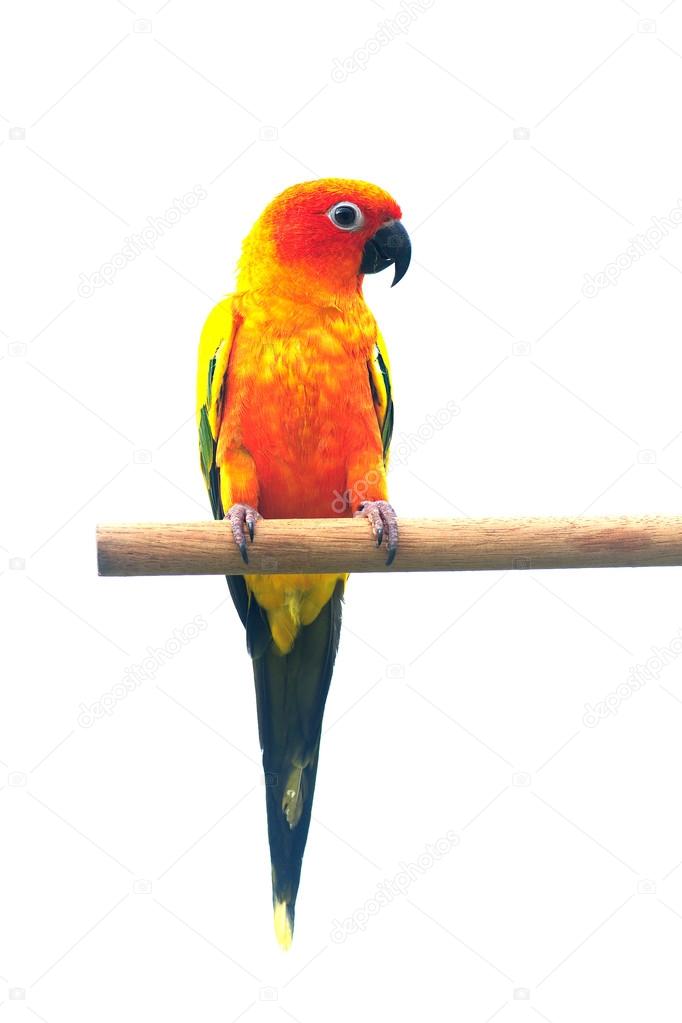 Two sun Conure Parrot Screaming on a Branch isolated on white background