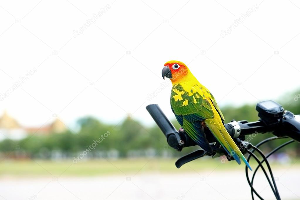 Beautiful Sun Conure Pet Parrot on bicycle handlebars out door.